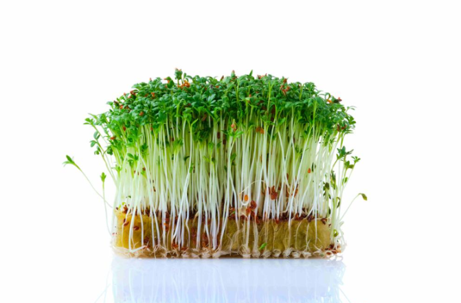 Микрозелень кресс-салата фото 2